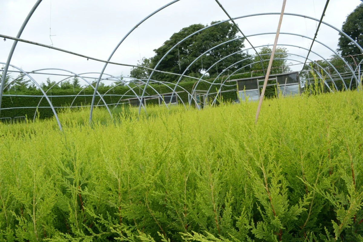 10 X 90CMS Castlewellan Leylandii Gold Hedging Conifers 2LTR Pots 3FT — alternate product view 3