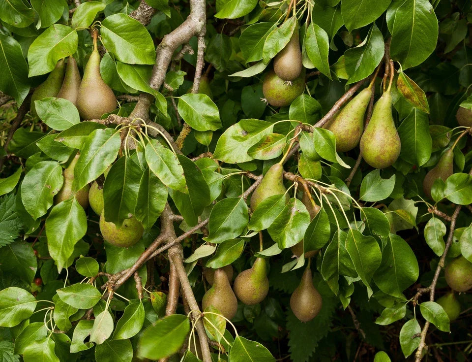 Conference Pear Tree 4-5ft Tall, Self-Fertile & Heavy Cropper, Ready to Fruit — alternate product view 2