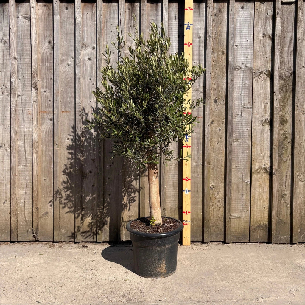 Thick Stem Olive Tree - L — alternate product view 4