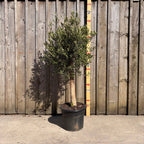 Thick Stem Olive Tree - L — alternate product view 4