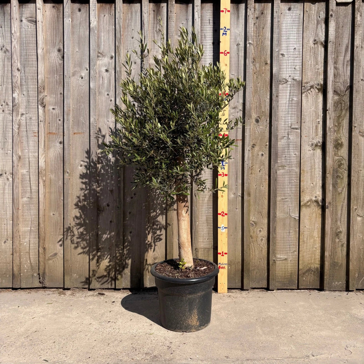 Thick Stem Olive Tree - L — alternate product view 4