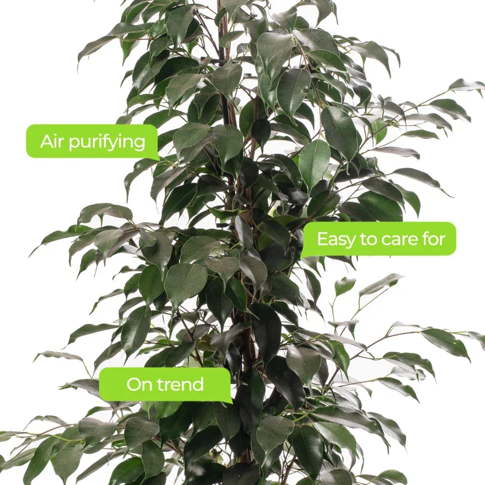Weeping Fig Large Indoor House Plant Real Ficus Danielle Evergreen Tall Plants — alternate product view 5
