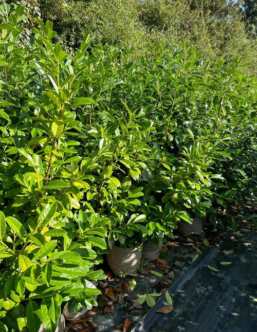 10 Cherry Laurel Hedging Evergreen Plant Fast Growth 3-4ft Large 4 Litre Pots — alternate product view 2