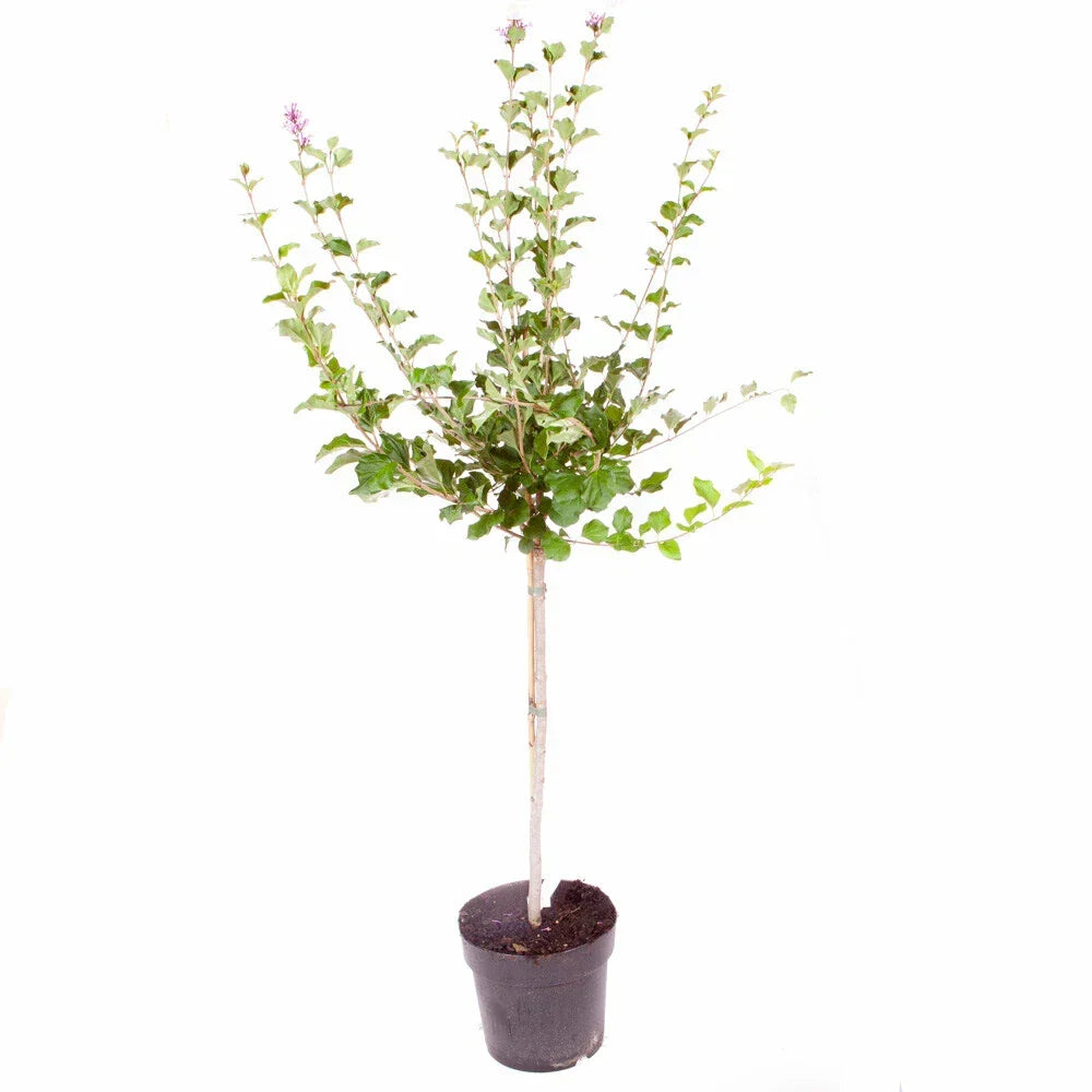 Standard Lilac Trees, 2 x Syringa Palibin, Double Flowering, 90-120cm, 3L Pots — on a clean white background