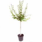 Standard Lilac Trees, 2 x Syringa Palibin, Double Flowering, 90-120cm, 3L Pots — on a clean white background