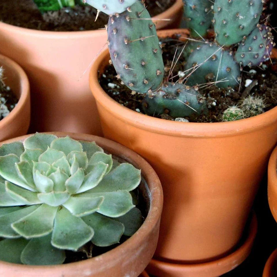 10 Mixed Indoor Plants - 5 Succulents & 5 Cactus Mini Houseplants in 5.5cm Pots — alternate product view 5
