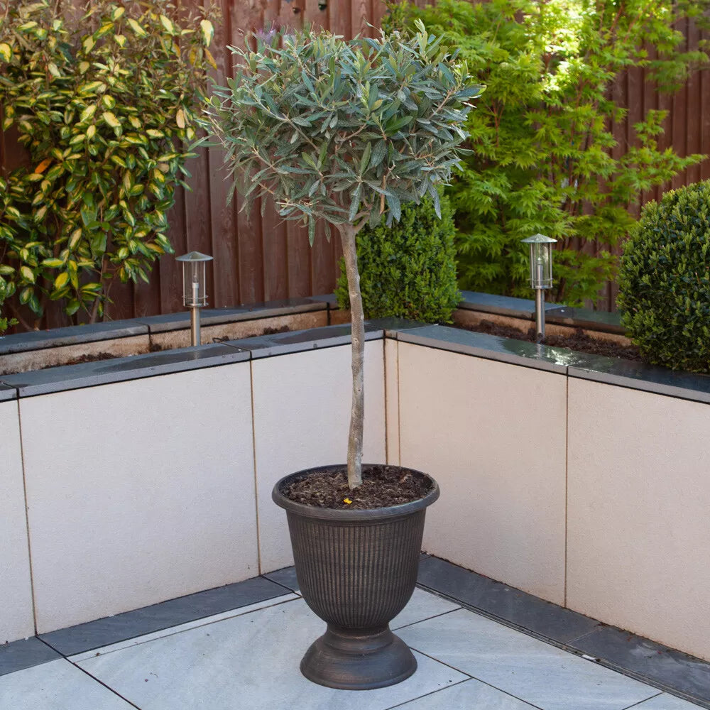 Yougarden Olive Tree Standard 80cm Tall — alternate product view 4