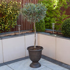 Yougarden Olive Tree Standard 80cm Tall — alternate product view 4