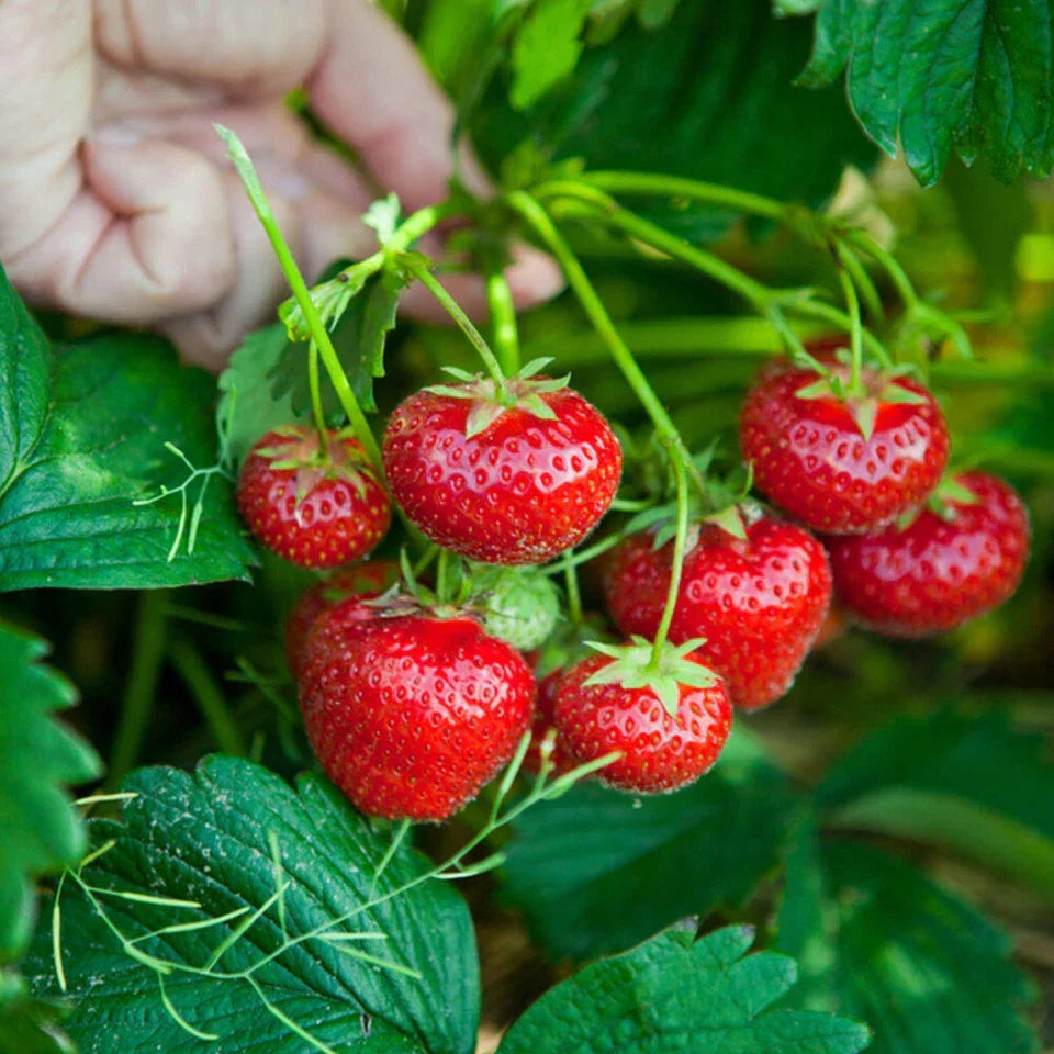 Strawberry Honeoye Fruit Plants - Hardy Garden Bushes in 9cm Pots — alternate product view 4