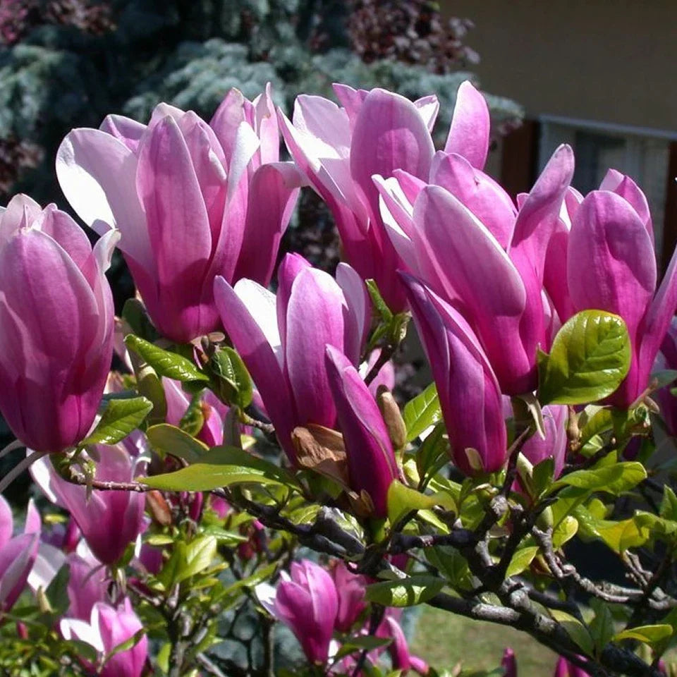 Pair Of Magnolia Betty Deciduous Hardy Garden Shrub Fuchsia Pink Flowers in 9cm Pot — alternate product view 4