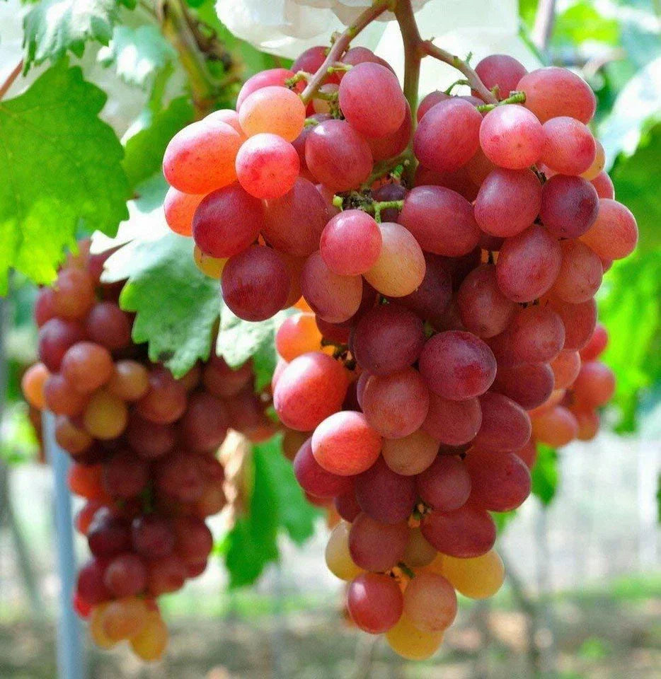 3 x Grape Vine Plant Mix - Garden Climbing Fruit Plant Grow Your Own Grapevine — alternate product view 2