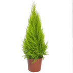 Cupressus Plant Conifer Wilma Goldcrest Lemon Scented Evergreen 10.5cm Pots — on a clean white background