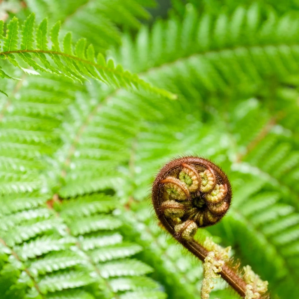 Tree Fern Plant in 17cm Pot - Dicksonia Antarctica — alternate product view 4