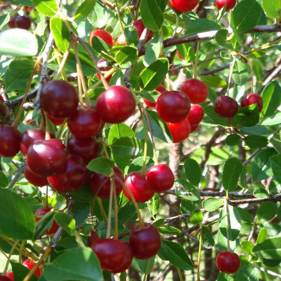 Cherry Bush 'Porthos' Prunus Avium Plant in 3L Pot — alternate product view 3