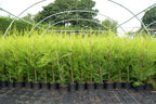 10 X 90CMS Castlewellan Leylandii Gold Hedging Conifers 2LTR Pots 3FT — main product view