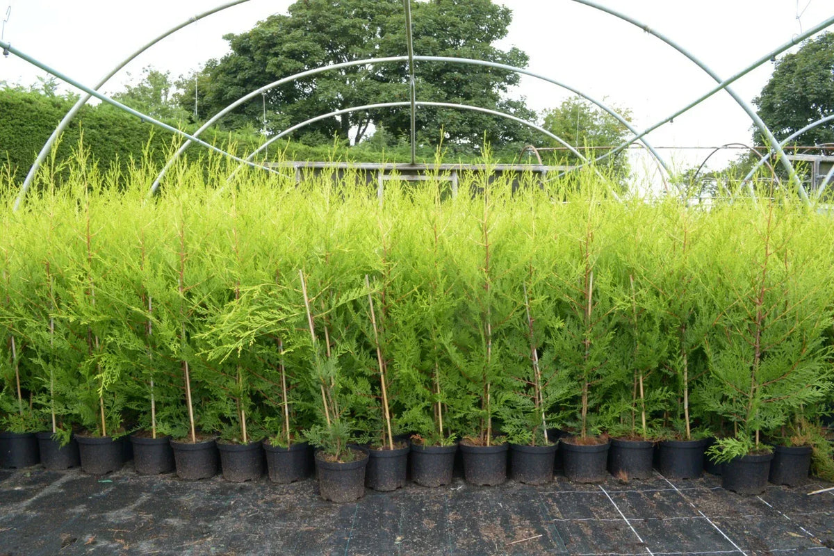 10 X 90CMS Castlewellan Leylandii Gold Hedging Conifers 2LTR Pots 3FT — main product view