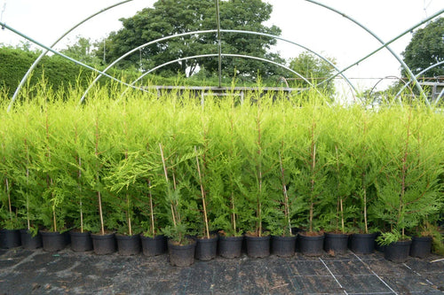 10 X 90CMS Castlewellan Leylandii Gold Hedging Conifers 2LTR Pots 3FT — main product view