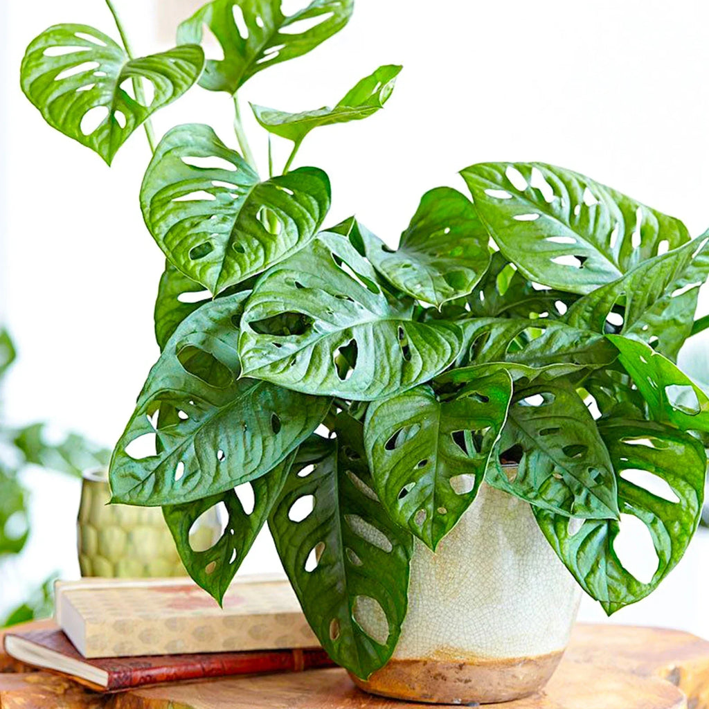 Vibrant Monstera Obliqua Monkey Leaf Indoor Potted Houseplant 20-30cm with Pot — alternate product view 2