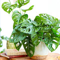 Vibrant Monstera Obliqua Monkey Leaf Indoor Potted Houseplant 20-30cm with Pot — alternate product view 2
