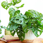 Vibrant Monstera Obliqua Monkey Leaf Indoor Potted Houseplant 20-30cm with Pot — alternate product view 2