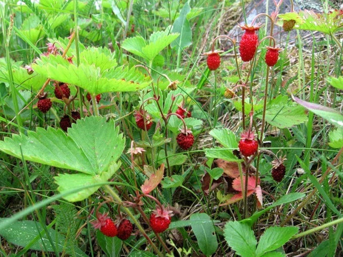 20 X Russian Wild Strawberry Plants! Berries All Year Round! No Care Needed — alternate product view 2