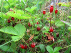 20 X Russian Wild Strawberry Plants! Berries All Year Round! No Care Needed — alternate product view 2