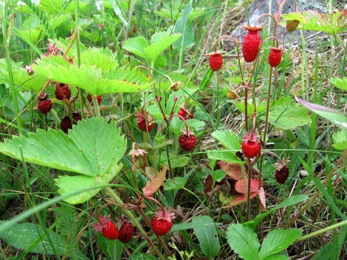 20 X Russian Wild Strawberry Plants! Berries All Year Round! No Care Needed — alternate product view 2