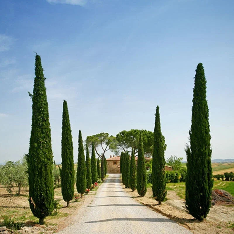 Pair of Italian Cypress Trees Ornamental Ever- green Shrubs, 2 sizes — alternate product view 5