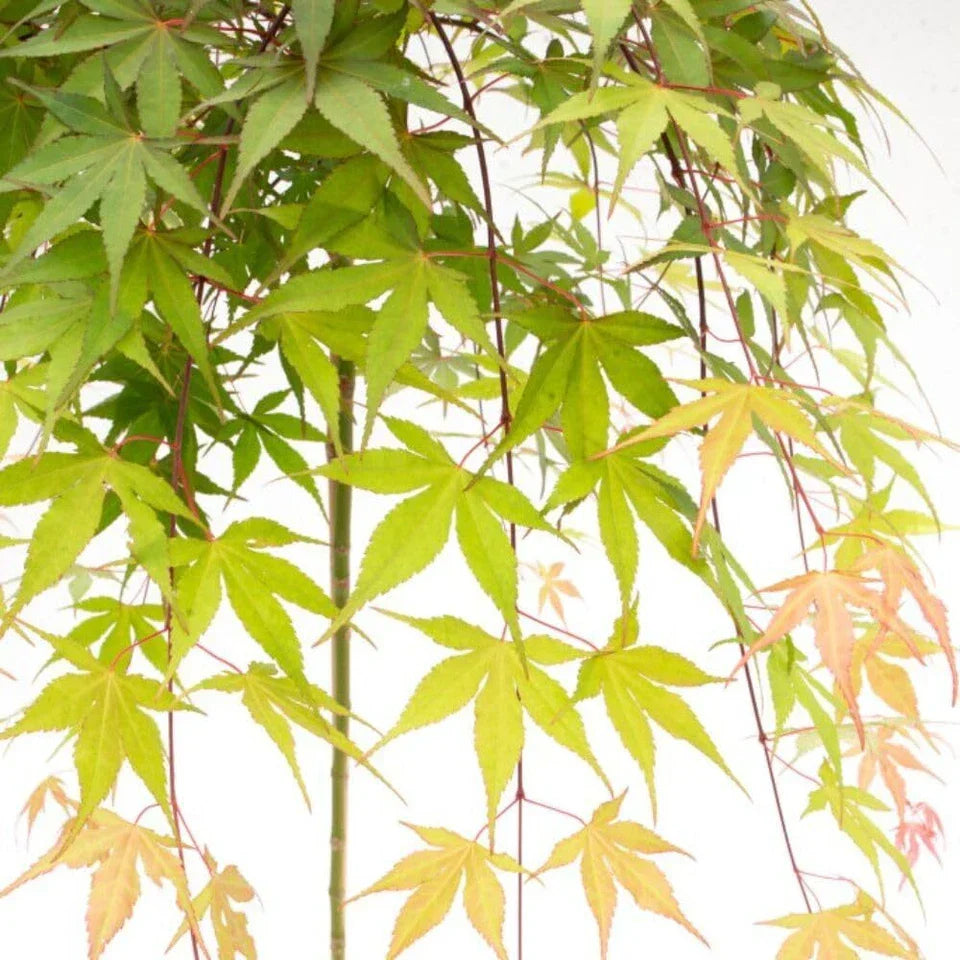 Japanese Maple 'Cascade Emerald' - Weeping Tree with Fiery Autumn Colours — alternate product view 3