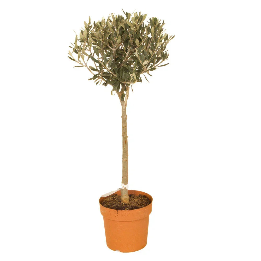 Yougarden Olive Tree Standard 80cm Tall — on a clean white background