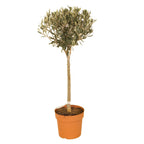 Yougarden Olive Tree Standard 80cm Tall — on a clean white background
