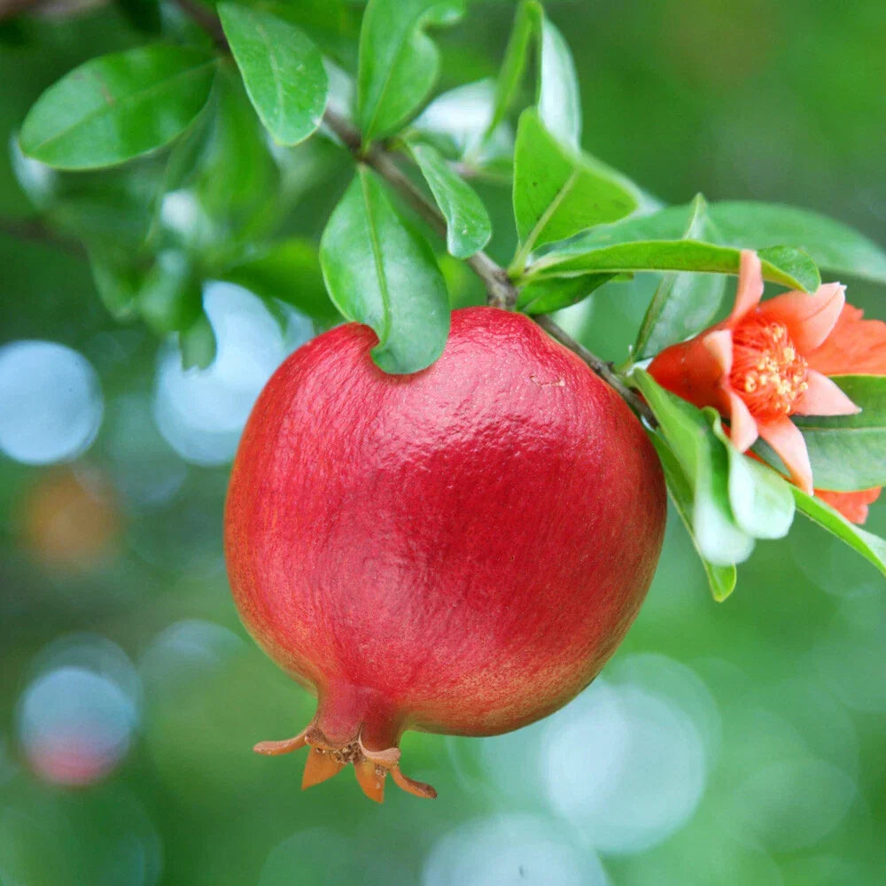 Dwarf Pomegranate Bush, Punica Nana, Hardy Compact Fruit Shrub,9cm Pot — main product view