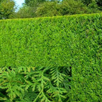 25 X Thuja Plicata 'atrovirens' Red Cedar Evergreen Hardy Hedging Plant In Pot — alternate product view 2