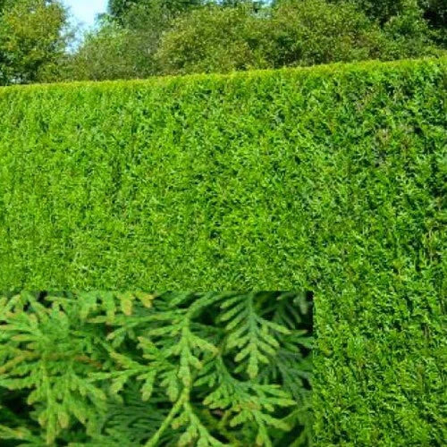 25 X Thuja Plicata 'atrovirens' Red Cedar Evergreen Hardy Hedging Plant In Pot — alternate product view 2