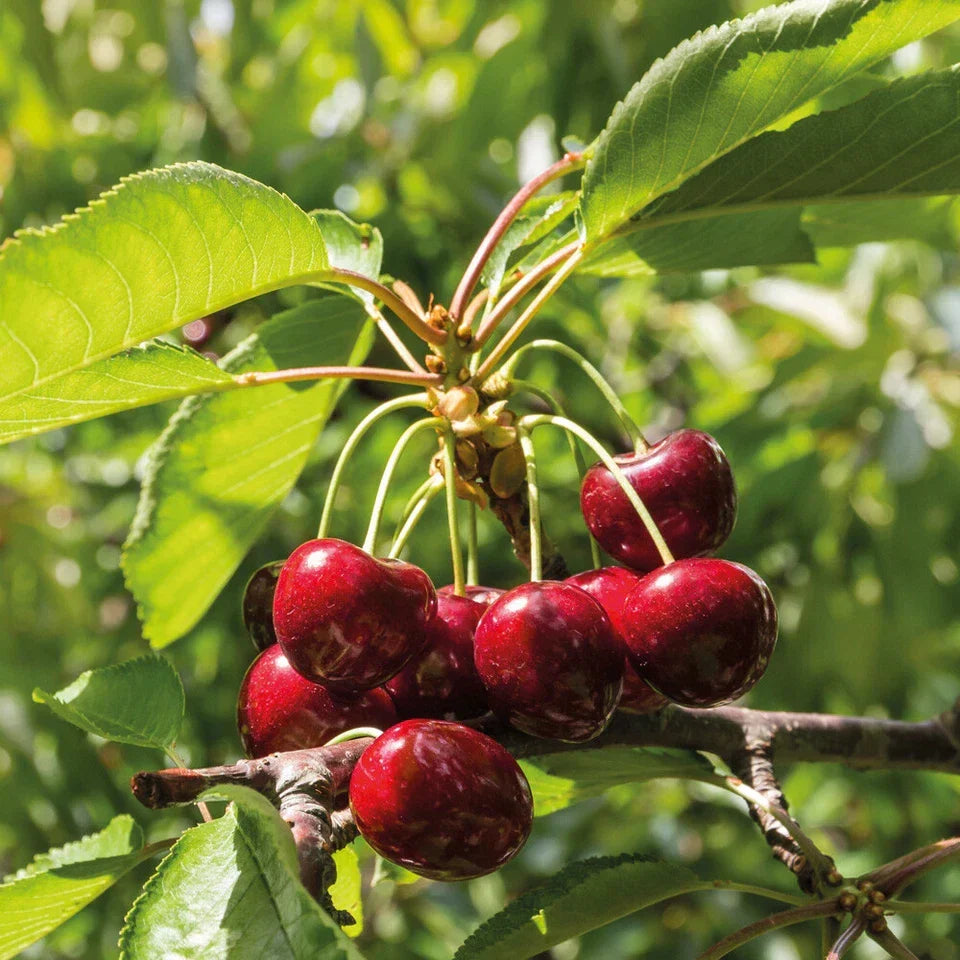 Patio Fruit Tree Plants Garden Collection 5 Different Varieties 5 x 9cm Pots — alternate product view 4