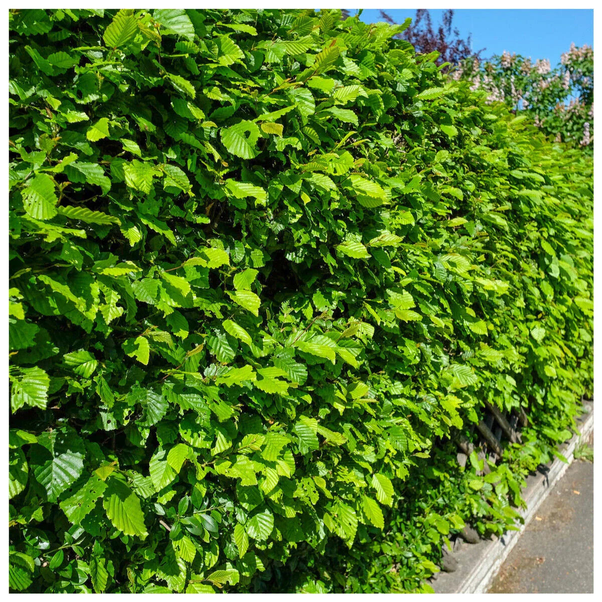 1-2ft Hornbeam native semi evergreen hedge plants bare root hedging good for damp soil — main product view