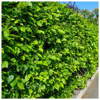 1-2ft Hornbeam native semi evergreen hedge plants bare root hedging good for damp soil — main product view