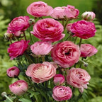 20 Ranunculus Asiaticus PINK Summer Flowering Bulbs Persian Buttercup Corms — alternate product view 3