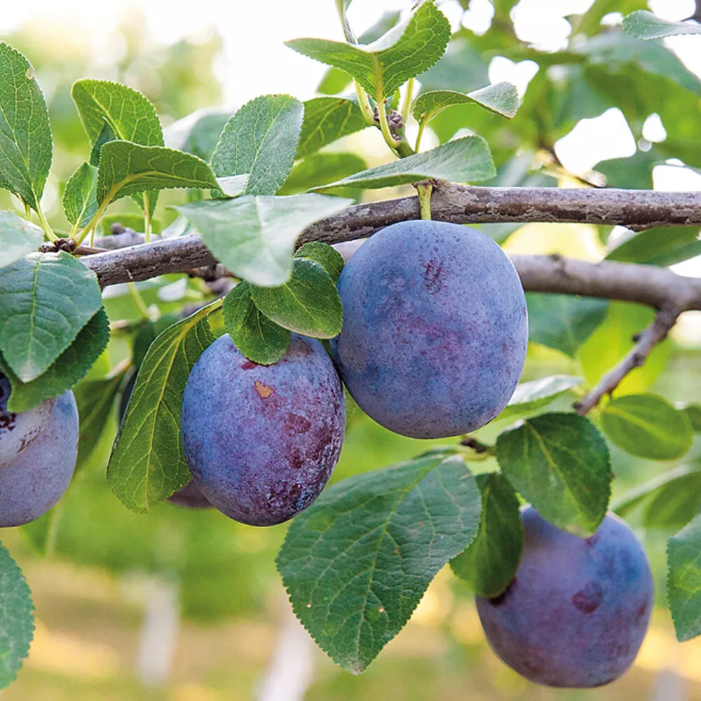 Mini Fruit Tree Patio Garden Plant Apples Pears Cherries Plums 9cm Potted — alternate product view 9