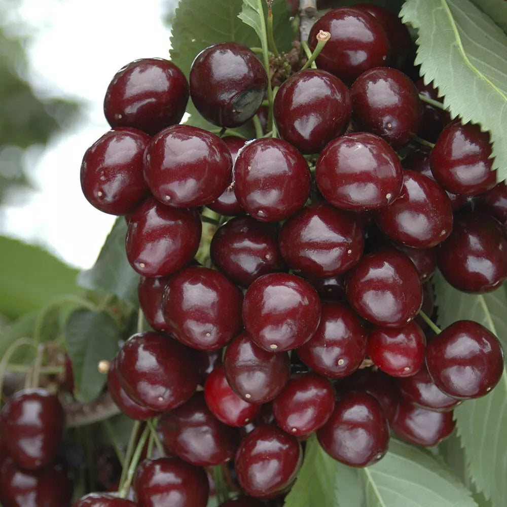 Cherry Bush 'Porthos' Prunus Avium Plant in 3L Pot — alternate product view 2