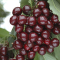 Cherry Bush 'Porthos' Prunus Avium Plant in 3L Pot — alternate product view 2
