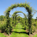 Large 2.4m Heavy Duty Metal Garden Arch Strong Rose Climbing Plants Support — alternate product view 2