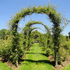 Large 2.4m Heavy Duty Metal Garden Arch Strong Rose Climbing Plants Support — alternate product view 2