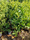 2-3ft Cherry Laurel Hedging 60-90cm Evergreen Laurels for hedging 2l potted — 10 plants — main product view
