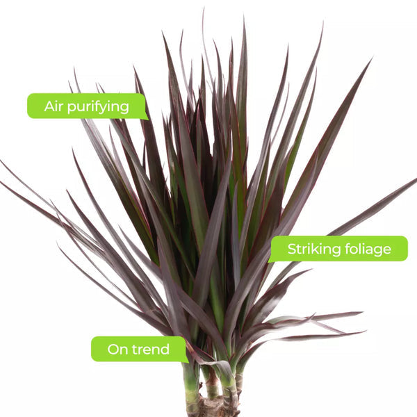 Dragon Tree Large Indoor House Plant Real Evergreen Tall Exotic Big Rare Plants — alternate product view 4