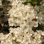 10x Hawthorn Hedging Plants, Wildlife Friendly 2-3ft In 1L Pot, Hawthorne Hedges — alternate product view 6