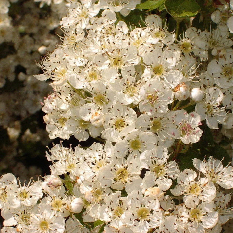 10x Hawthorn Hedging Plants, Wildlife Friendly 2-3ft In 1L Pot, Hawthorne Hedges — alternate product view 6