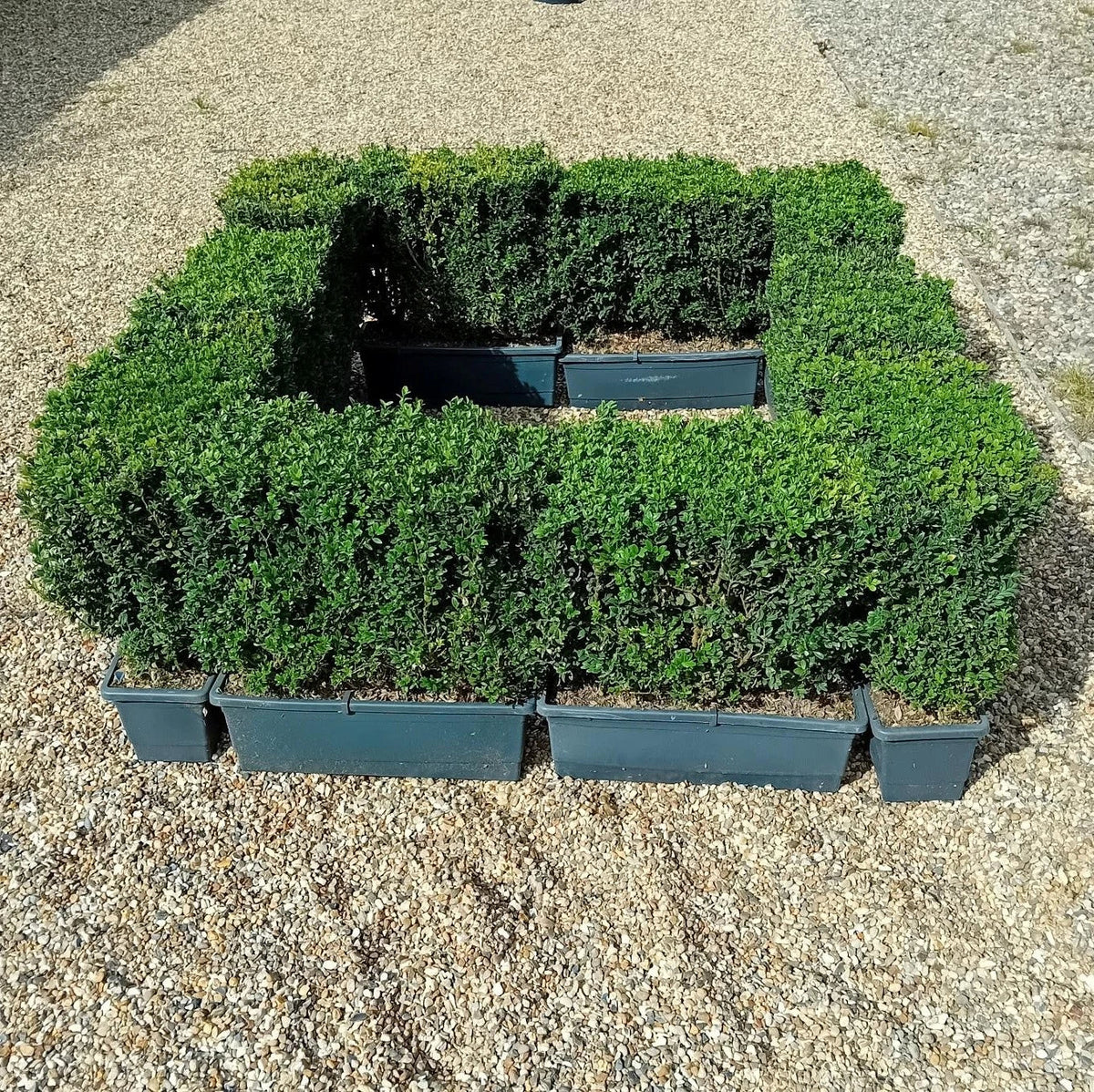 Buxus sempervirens (common box) instant hedging plants in troughs 50cm long — alternate product view 3
