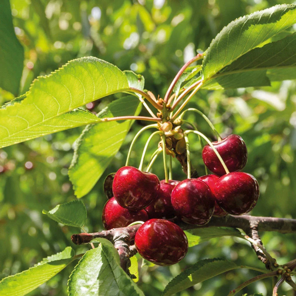 Mini Fruit Tree Patio Garden Plant Apples Pears Cherries Plums 9cm Potted — alternate product view 11