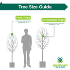 Apricot Fruit Tree Deciduous Outdoor White Flowering Hardy Garden Prunus in Pot — alternate product view 7